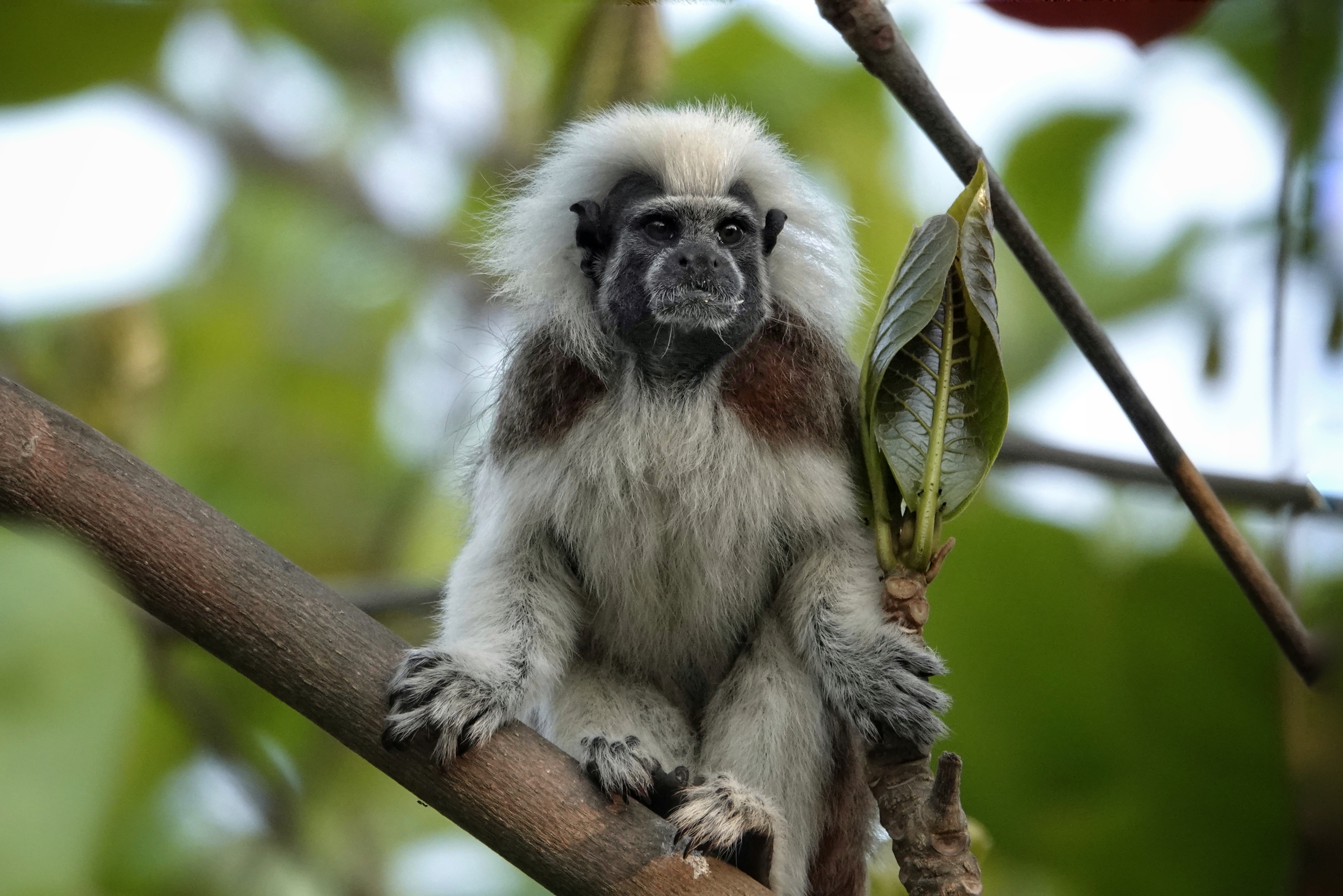 Singe dans un arbre